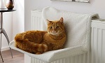 Cat Radiator Beds